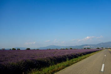 Incredible lavender fields in Provence, France. It smelled so good it almost smelled bad.