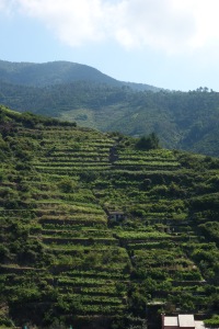 And there are terraced vineyards all around them.