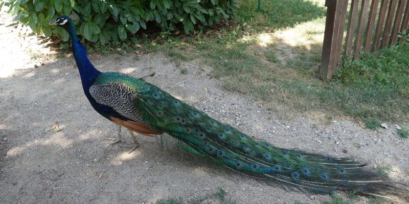 There was a peacock!