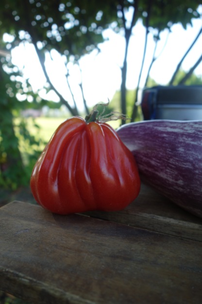 Oh you, silly Tuscan tomato!