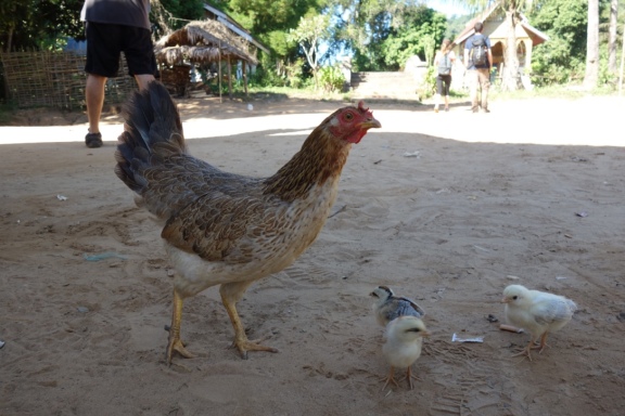 Big says that people don't eat chicken eggs, they just hatch every one they can and eat em. That means that there are dozens and dozens of tiny chicks running around and chirping in every Lao village we've been to. It's a charming soundtrack. But we do have to do a lot of chick dodging as we drive.